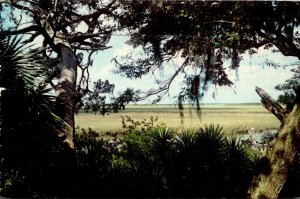 Georgia Cumberland Island National Seashore The Marsh