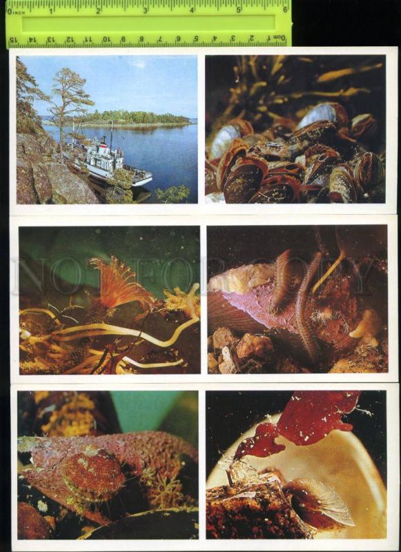 169073 Russia Underwater World of WHITE SEA Fish SET 15 Cards