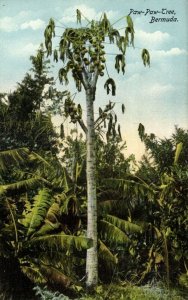 bermuda, Paw-Paw Tree (1910s) Postcard