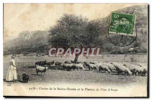 Old Postcard Chain La Sainte Baume and the Plateau Plan Aups Female Sheep