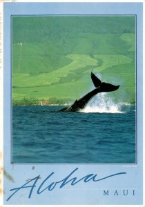 Humpback Whale Diving off Maui - Vintage Postcard