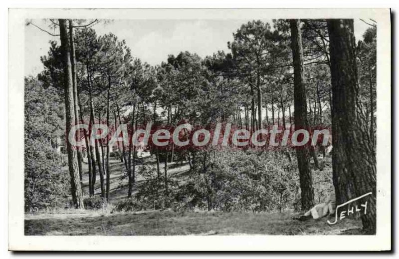 Postcard Old Longeville sur Mer (Vendee) Landscape in Foret