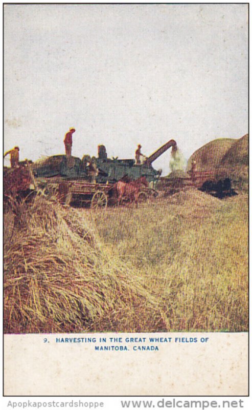 Harvesting In The Great Wheat Fields Of Manitoba Canada