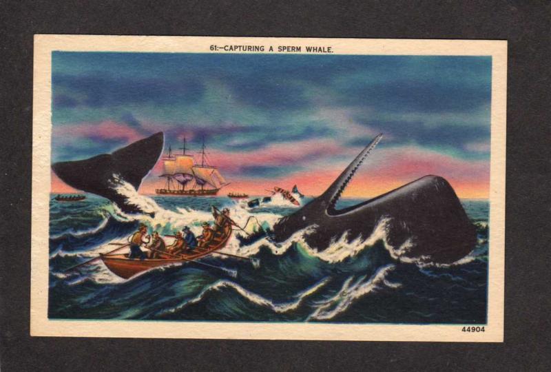 Sperm Whale Hunting Capturing Whales Whaling Sailboat Postcard