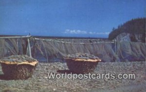 Drying Cod, Gaspe Coast Gaspe Peninsula Canada Unused 