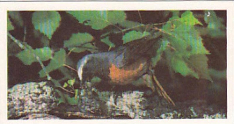 Brooke Bond Vintage Trade Card Woodland Wildlife 1980 No 23 Redstart