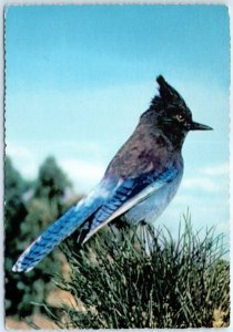 Postcard - Steller Jay (Bluejay), Yosemite National Park - California