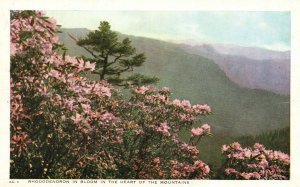 Vintage Postcard Rhododendron In Bloom In The Heart Of The Mountains Flower 