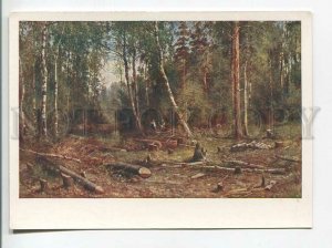 483548 USSR 1960 year artist Shishkin birch forest IZOGIZ postcard