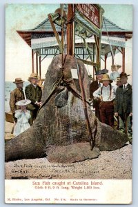 1905 Catalina Island New York NY Vintage Postcard Sun Fish Caught Giant Unposted