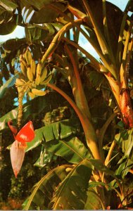 Banana Tree Growing In Florida