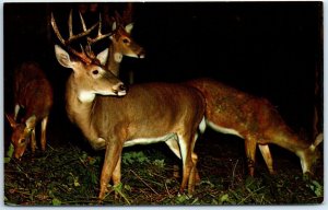 M-42776 Deer Herd often seen in springs and summer in state forests and parks