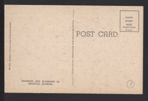 Oranges and Blossoms in Tropical Florida ~ Chrome