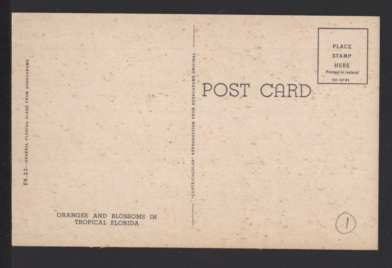 Oranges and Blossoms in Tropical Florida ~ Chrome