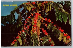 Kona Coffee Berries Growing on Coffee Plants in Kona Hawaii Postcard Posted 1964