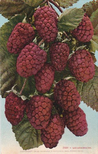 Loganberries Fruit by Edward Mitchell