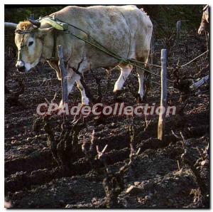 Postcard Charm And Colors Of Corsica Vigneron Plowing With A Buf region Patri...