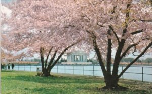 Washington D C Jefferson Memorial With Cherry Blossoms