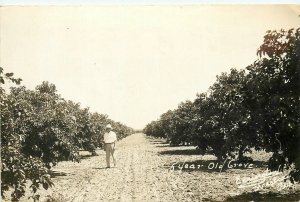 Postcard RPPC 1920s Texaco Weslaco Citrus Grove Farm occupation TX24-3256