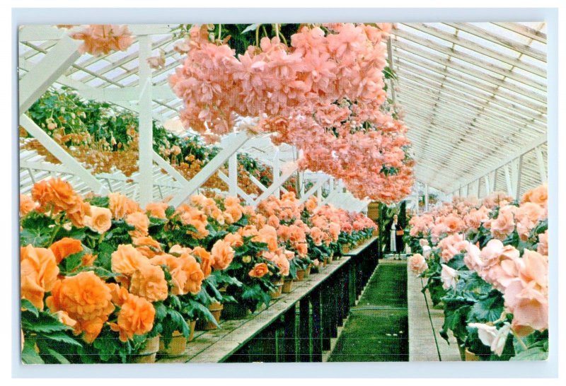 Vintage Greenhouse Vetterle Brothers Capitola California Postcard P158E