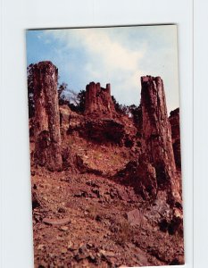 Postcard Petrified Tree Stumps Specimen Ridge, Yellowstone National Park, WY