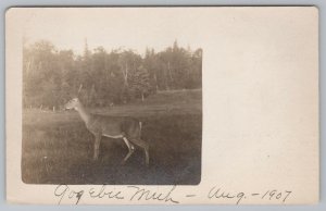 Gogebic County MI~In Upper Peninsula~Doe Deer Frozen In Place~1907 RPPC