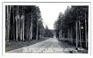 RPPC KAIBAB NATIONAL FOREST, AZ ~ Highway ASPENS North Rim Grand Canyon Postcard