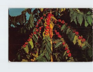 Postcard Kona Coffee Kona Coast Hawaii USA