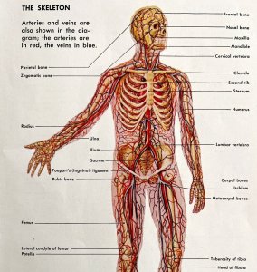 Skeleton Diagram Anatomy Chart 1940s Medical Lithograph Print Art DWT7