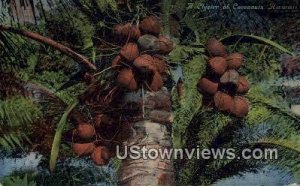 Clust of Coconuts - Hawaii s, Hawaii HI  