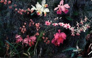 Florida Weeki Wachee Springs Orchid Gardens 1965