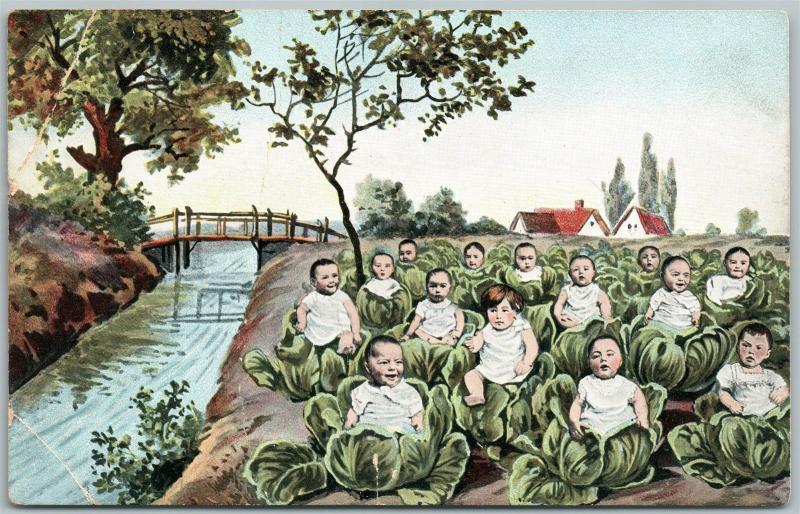 MULTIPLE BABIES ON CABBAGE FIELD ANTIQUE POSTCARD 