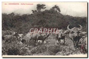 Old Postcard Cochin Buffaloes Domestic Indochina