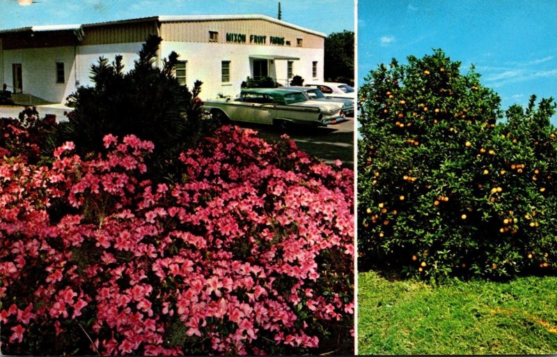 Florida Bradenton Mixon Fruit Farms