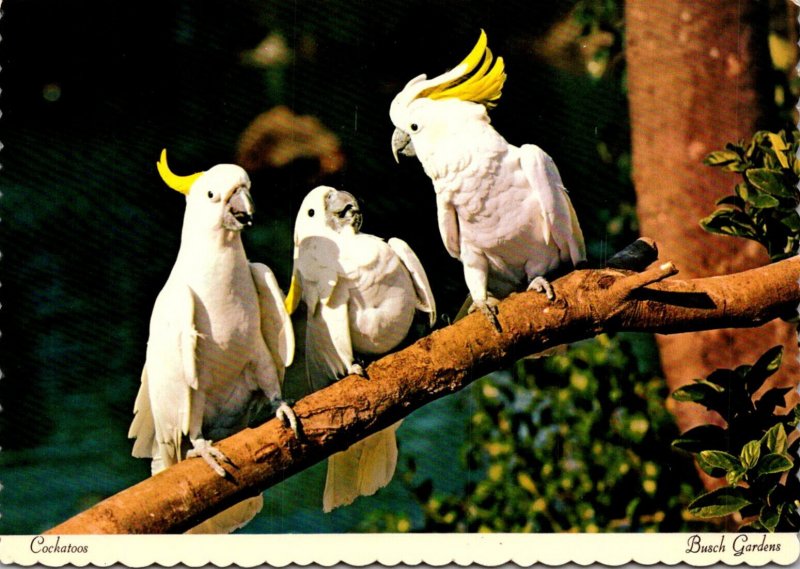 Florida Tampa Busch Gardens Cockatoos Relaxing In The Sun