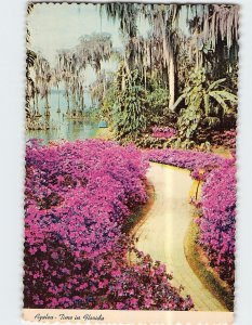 Postcard Azalea-Time in Florida, Cypress Gardens, Florida