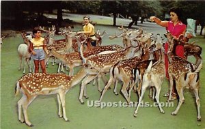 Feeding Deer, Catskill Game Farm - New York NY  