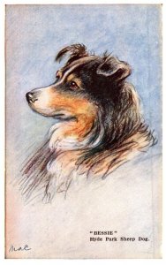 Dog ,  Hyde Park Sheep Dog , Bessie