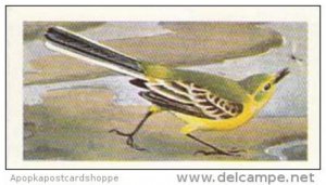 Brooke Bond Tea Trade Card Wild Birds In Britain No 14 Yellow Wagtail