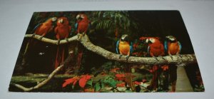 Parrot Life Parrot Jungle Florida Advertising Postcard U S Color Print NCP-327