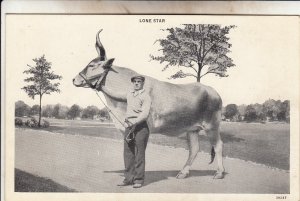 P1944  vintage postcard lone star the largest cow on earth raised on ranges Tx