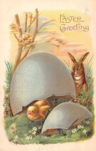 Easter Greeting Chick in Egg Shell Rabbits Bunnies Greeting Postcard RR806