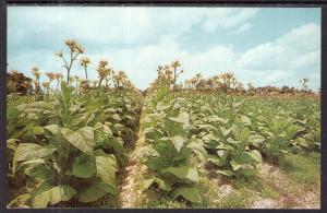 Tobacco Land,USA