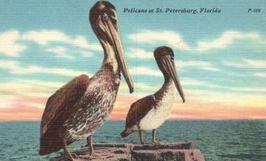 Vintage Postcard 1930's Pelican Strongest Most Amusing St. Petersburg Florida FL