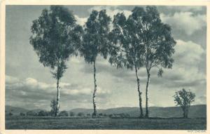 AK Germany Landschaft trees Photo Scheybal