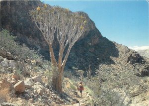 Postcard Namibia Quivertree Valley Bullsport Guest Farm Maltahohe