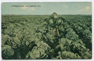 Cabbage Farm Farming San Antonio Texas 1910c postcard