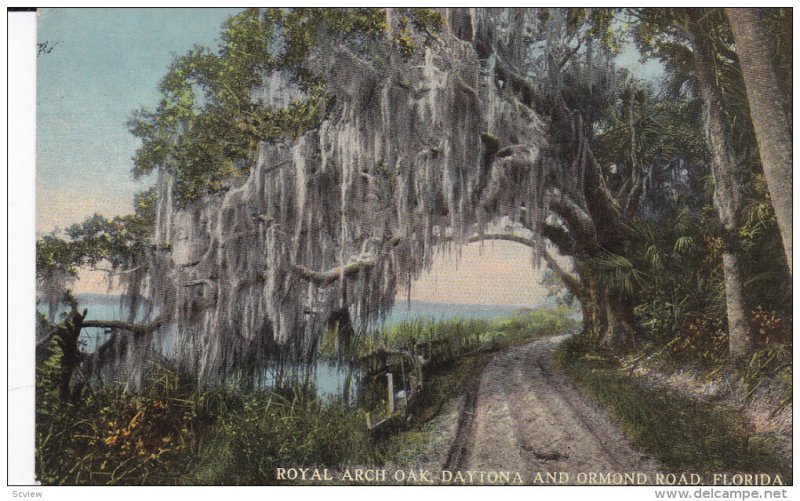 DAYTONA, Florida, 1900-1910's; Royal Arch Oak, Daytona And Ormond Road