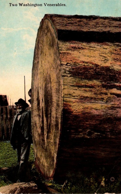 Washington Old Man and Giant Log Two Washington Venerables 1914