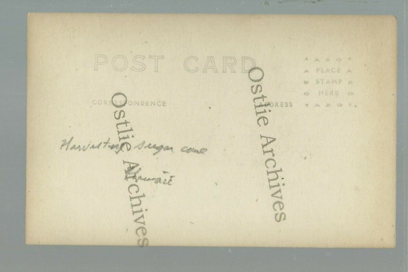 Hawaii RPPC c1910 HARVESTING SUGAR CANE Workers Cutting OCCUPATIONAL 